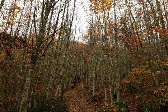 View on a forest in Las Médulas near the town of Ponferrada in the comarca of El Bierzo