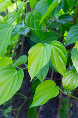 Fototapeta na wymiar Green leaves of betel plant in the garden