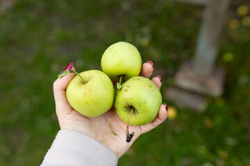 Woman picking apple by hand