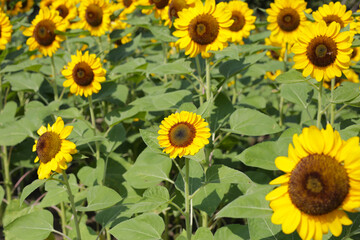 Fototapeta premium Blooming sunflower fields. Beautiful yellow flower