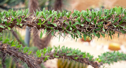 Didierea trollii, rare succulent species