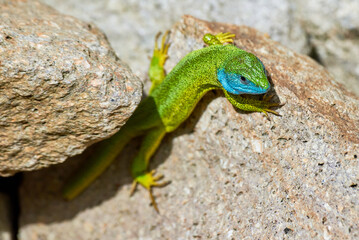 Naklejka na ściany i meble European green lizard male without tail (Lacerta viridis)