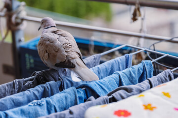 Turtle dove walking over the clothes hanging on the balcony cloth dryer. Urban wildlife. Birds in...