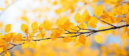 A close-up view of a branch with vibrant yellow leaves, showcasing the colors of autumn. The leaves are turning yellow as the season changes, creating a beautiful and striking image.