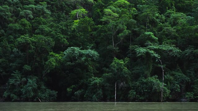 Rainforest trees from boat in Sumidero Canyon in Chiapas, Mexico