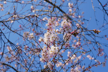 Pink blossoms of a fruit tree in the spring	