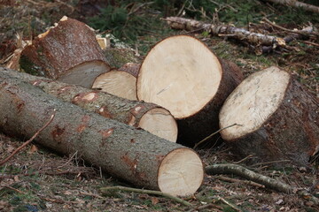 A pile of wood logs with some of them cut in half - 750999260