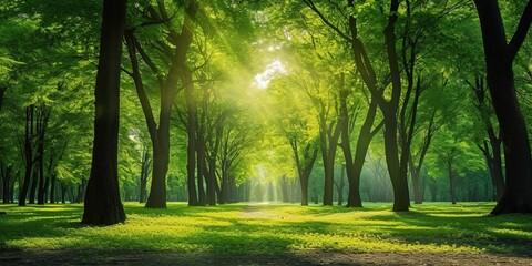 Fototapeta na wymiar Green tree forest with sunlight through green leaves. Natural carbon capture and carbon credit concept. Sustainable forest management. Trees absorb carbon dioxide. Natural carbon sink.