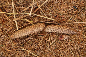 Two pine cones are laying on the ground in a pile of leaves