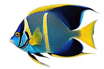 Angelfish displaying a vibrant palette of blues and yellows, fins spread gracefully, full body in focus against a pristine white backdrop, highlighting the tropical fish's content