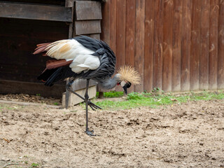 black and white crane