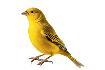 Canary perched, full body view, isolation against a pristine white background, stock photography, detailed plumage texture, focus on eyes, natural pose, soft shadow casting, high resolution