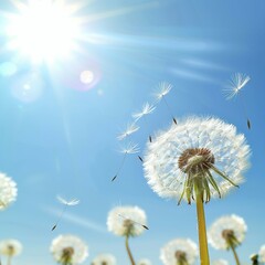 A field of dandelions with the sun shining brightly on them