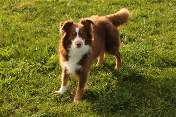 A brown and white dog is standing in a grassy field - 751001412