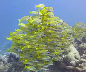 Scuba Diving Underwater