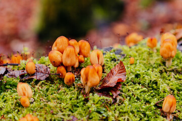 Close-up of little mushrooms in the autumn forest