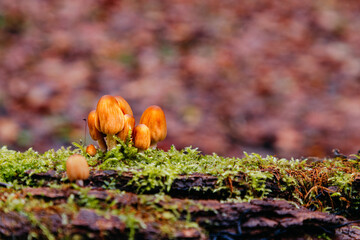 Close-up of little mushrooms in the autumn forest
