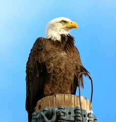 Bald Eagle on Power Pole