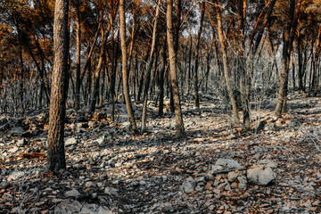 Burnt remains of a forest in Croatia on a sunny morning