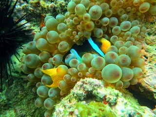 Scuba Diving Underwater