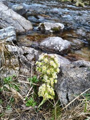 flowers on the rock
