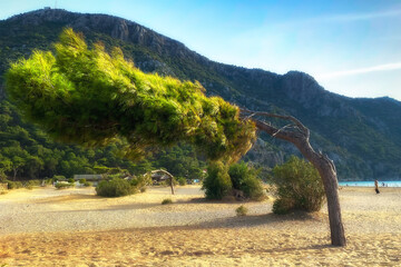 Lonely pine tree on beach by sea backdrop of mountains. Mediterranean Sea, Turkey.