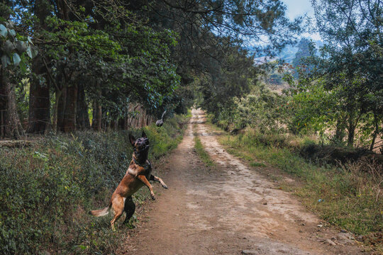 Malinois playing in the field