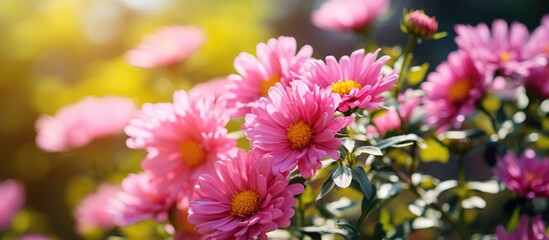 A cluster of bright pink Aster Amellus flowers bloom in a field on a sunny day, with a blurred backdrop of green leaves.