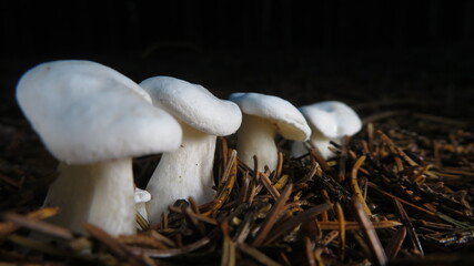 Leucopaxillus albissimus