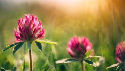red clover flowering red wild red flower in meadow - obrazy, fototapety, plakaty