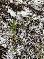 Green onion with hail