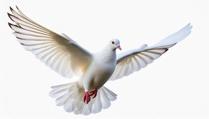 graceful white dove in flight on white background