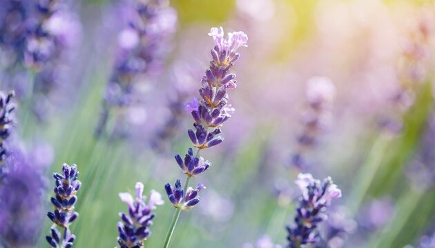 selective and soft focus on lavender flower beautiful flower in flower garden
