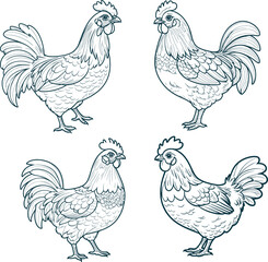 Fototapeta na wymiar Chicken hand drawn set coloring page and outline vector design