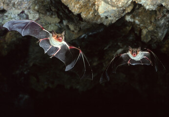 Flying bat with black background, Myotis myotis. Bat flying in a dark cave with black background,...