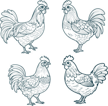 Chicken hand drawn set coloring page and outline vector design