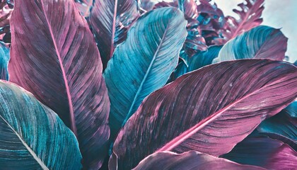colorful tropical leaves blue and purple abstract background toned process