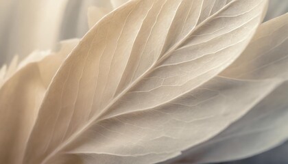 nature abstract of flower petals beige transparent leaves with natural texture as natural background or wallpaper macro texture neutral color aesthetic photo with veins of leaf botanical design
