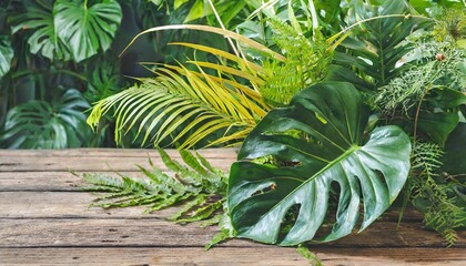tropical foliage plant bush monstera palm leaves and bird s nest fern floral arrangement indoors garden nature backdrop