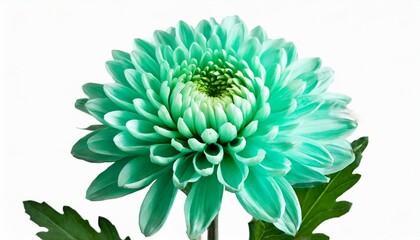 turquoise chrysanthemum flower on white isolated background with clipping path closeup flower on a green stem nature