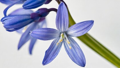 single stem of blue spanish bluebells hyacinthoides hispanica synonyms endymion hispanicus or scilla hispanica against a white background