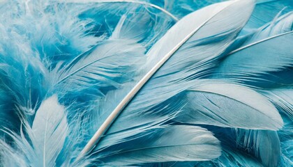 angelic pastel tinted blue feather background small fluffy blue feathers randomly scattered forming a background