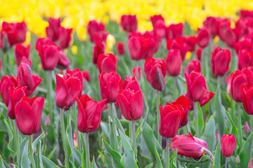Red tulips flowers close up blooming in a meadow, park, flowerbed outdoor. World Tulip Day. Tulips field, nature, spring, floral background.