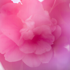 London, UK, 1 March 2024:  Unfocused close up rose flower, soft and delicate floral background, double exposure 