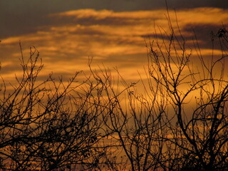 cielo en arrebol  con las ramas sin hojas de otoño a contraluz