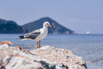 Seagull at Elba island - Tuscany - Italy - obrazy, fototapety, plakaty