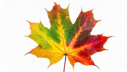 colorful autumn maple leaf cut out