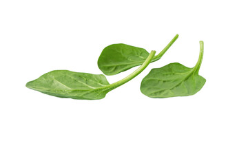 Heap of green spinach leaves isolated transparent png. Leafy vegetables. Healthy eating and vegetarian diet. Spinacia oleracea plant.
 - obrazy, fototapety, plakaty