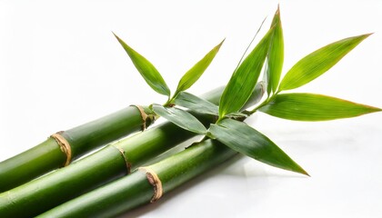 branches of bamboo isolated