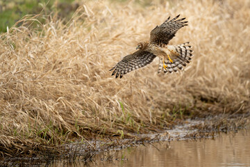Northern harrier hawk in flight over marsh land